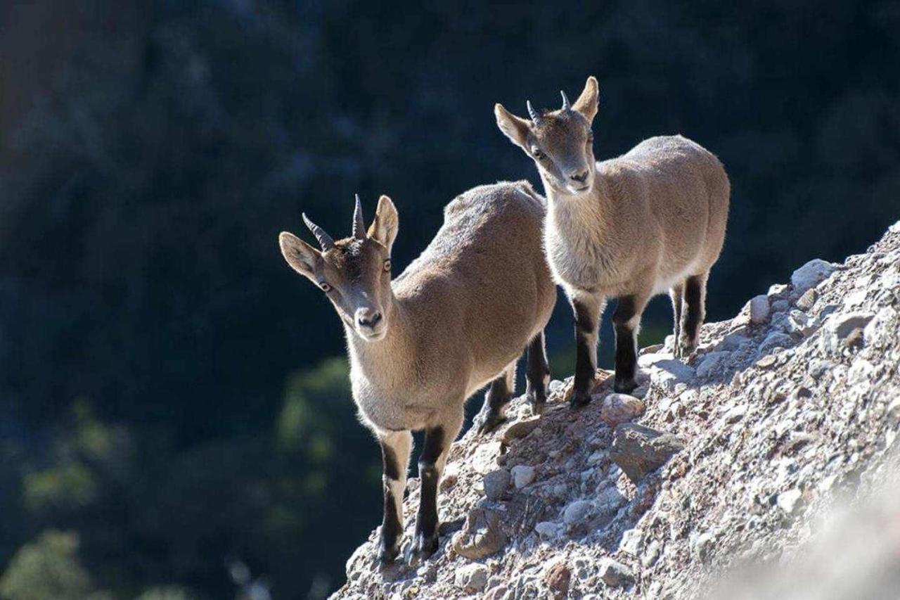Xalet De La Muntanya El Brucmontserrat Bagian luar foto